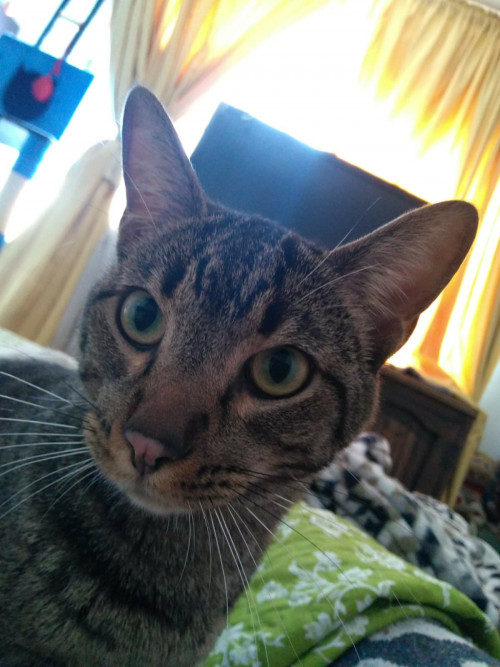 Mateo