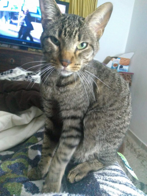 Mateo