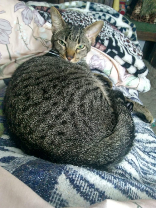 Mateo