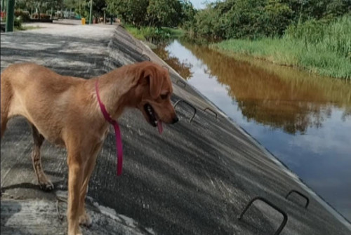 Lulú
