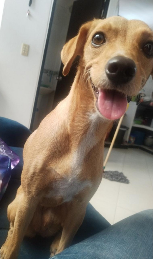 Lulú