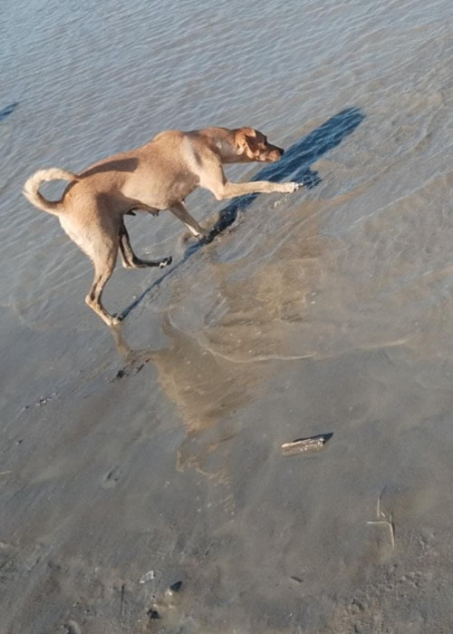 Lulú