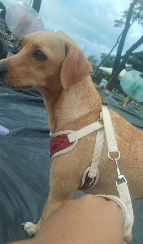 Lulú