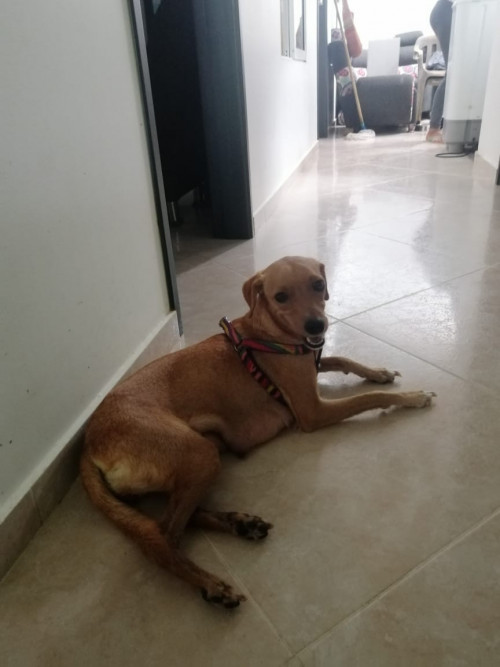 Lulú