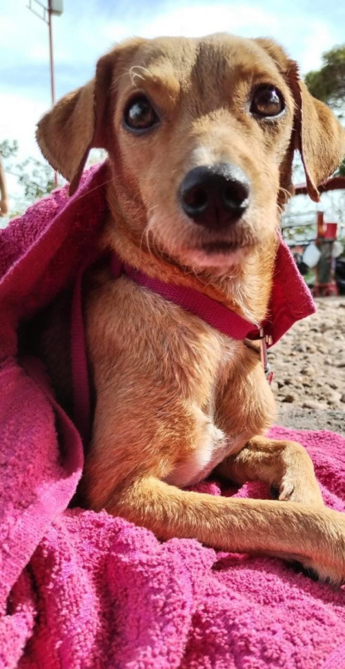 Lulú
