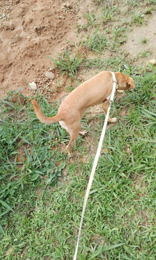 Lulú
