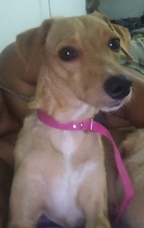 Lulú