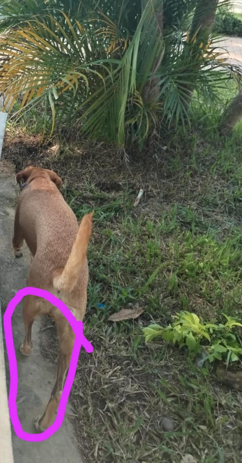 Lulú