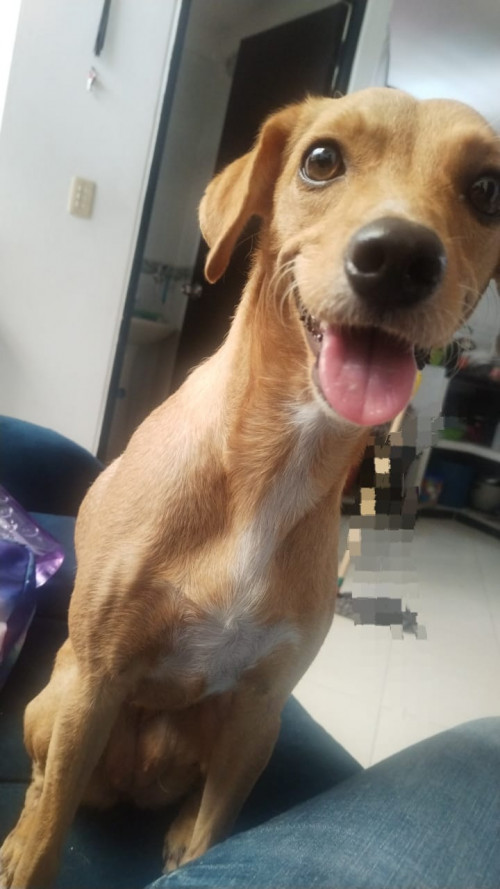 Lulú