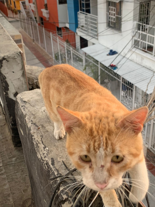 Monito