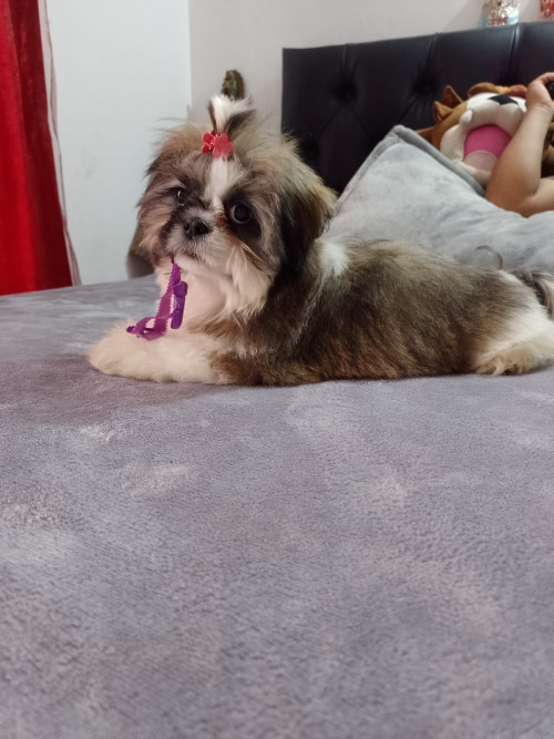Emy