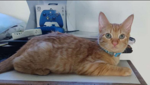 Mango