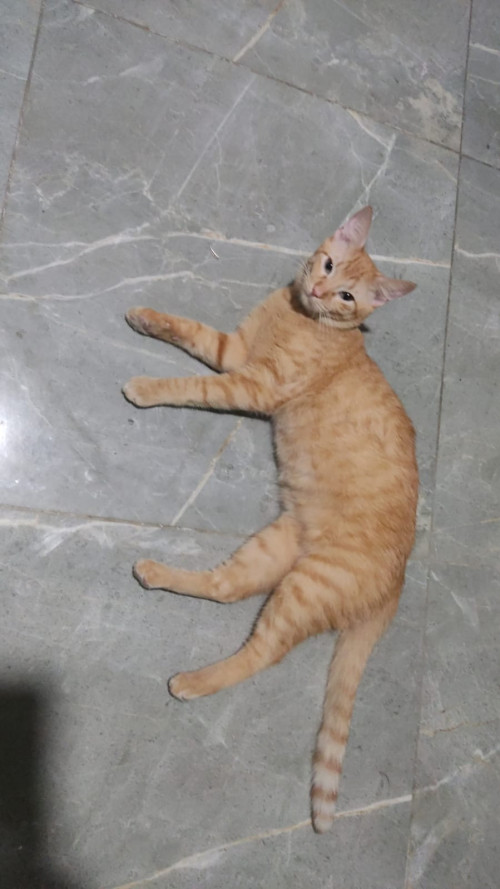 Mango