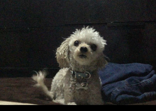 Maggie