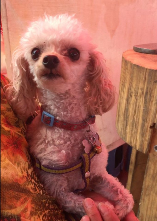 Maggie
