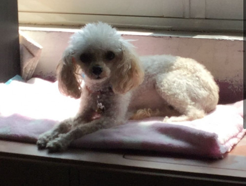 Maggie