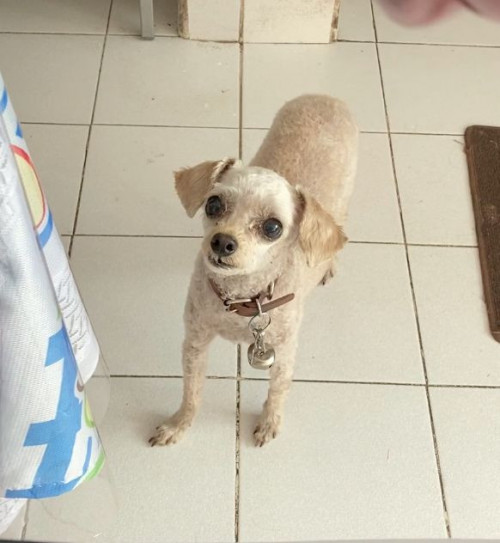 Maggie