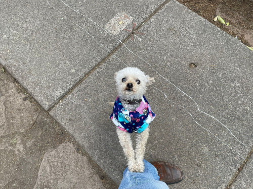 Maggie