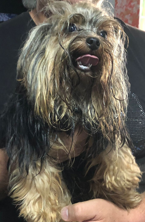 Luna Montoya