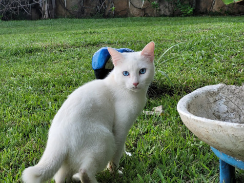 Coco
