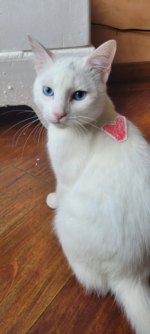 Coco