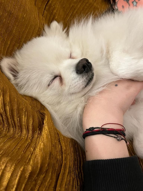 Kovu