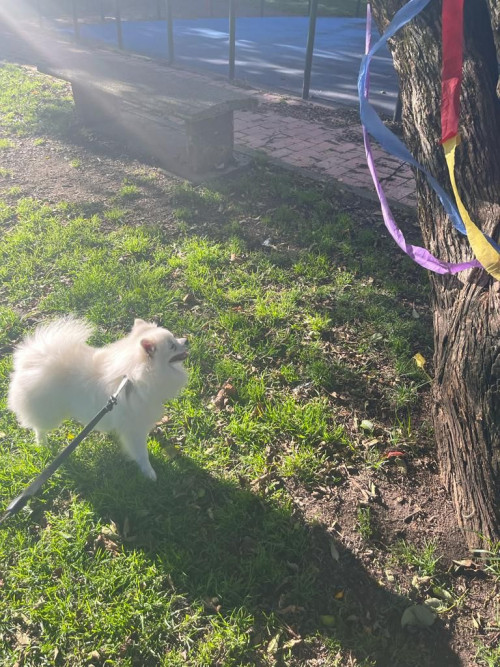 Kovu