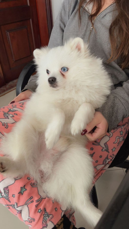 Kovu