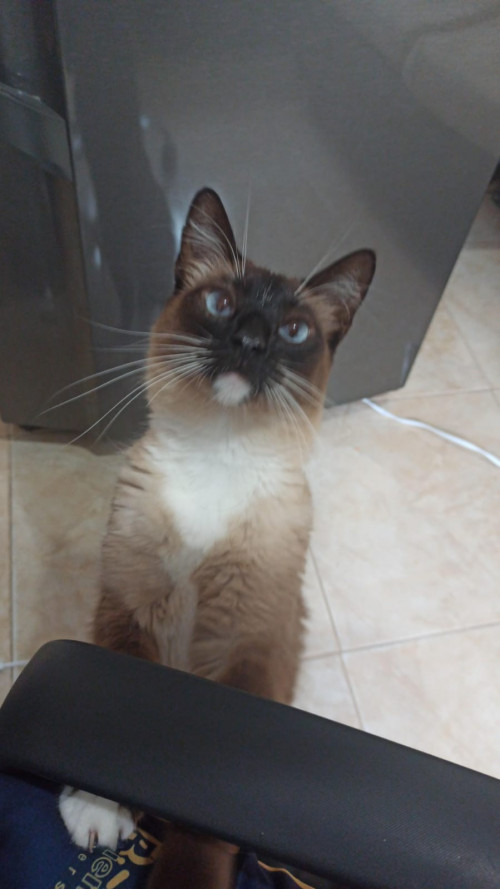 Simón
