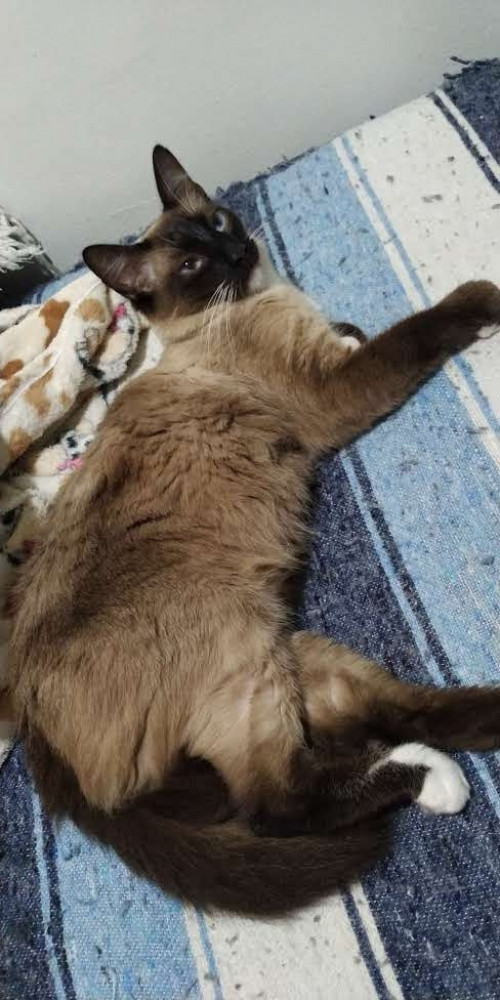 Simón