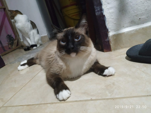Simón