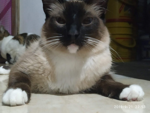 Simón