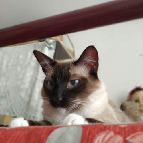 Simón