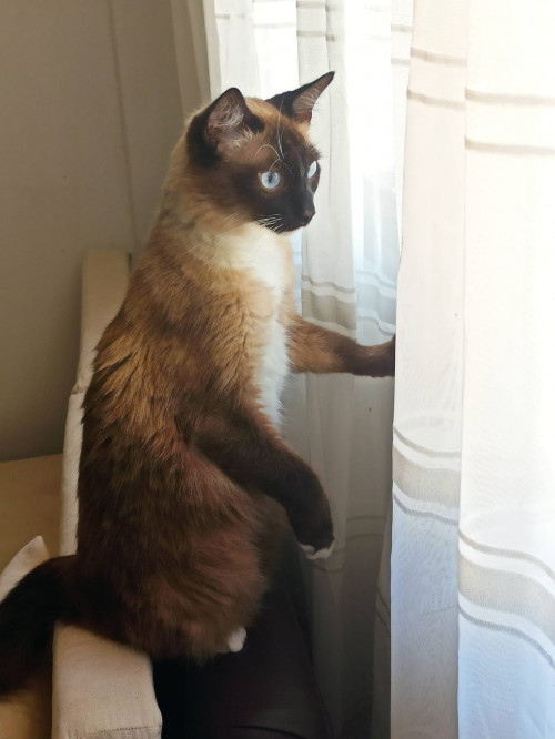 Simón