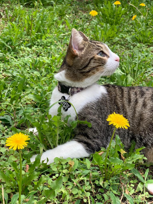 Milo