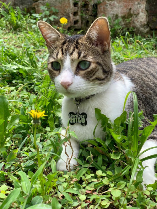 Milo