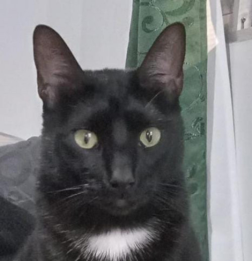 Negro