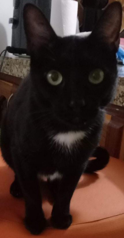 Negro