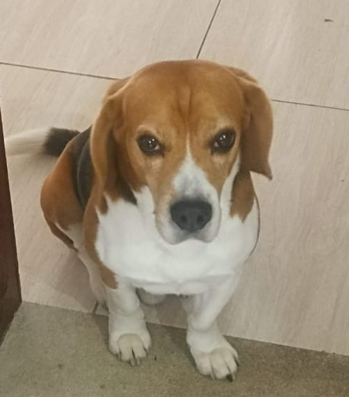 Simón