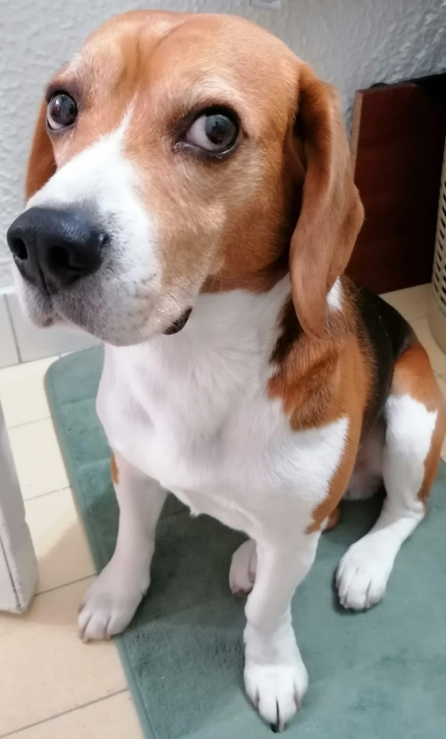 Simón