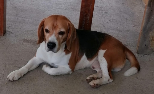 Simón