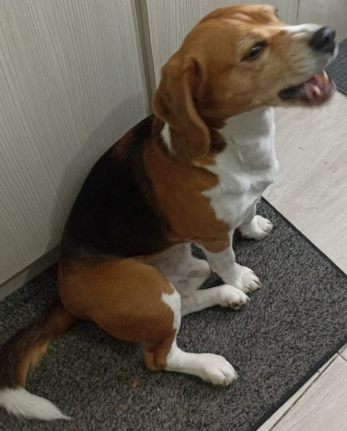 Simón