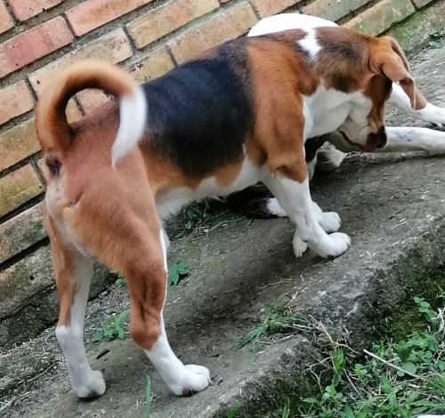 Simón