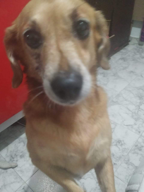 Princesa