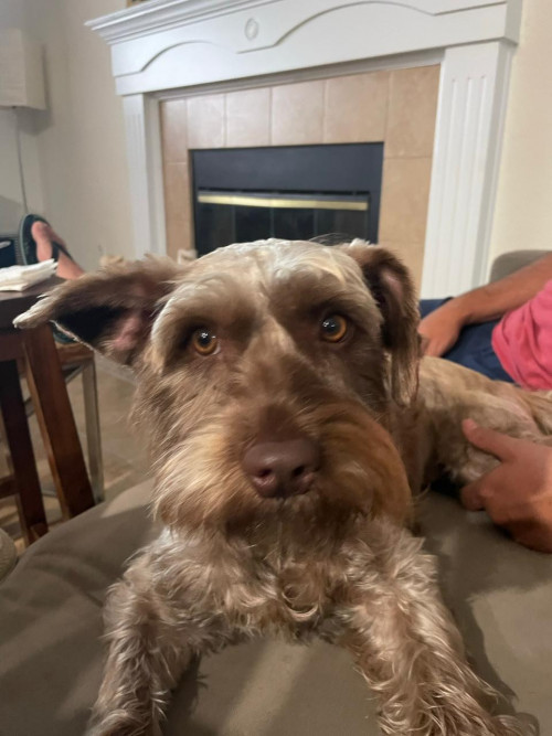 Cocoa
