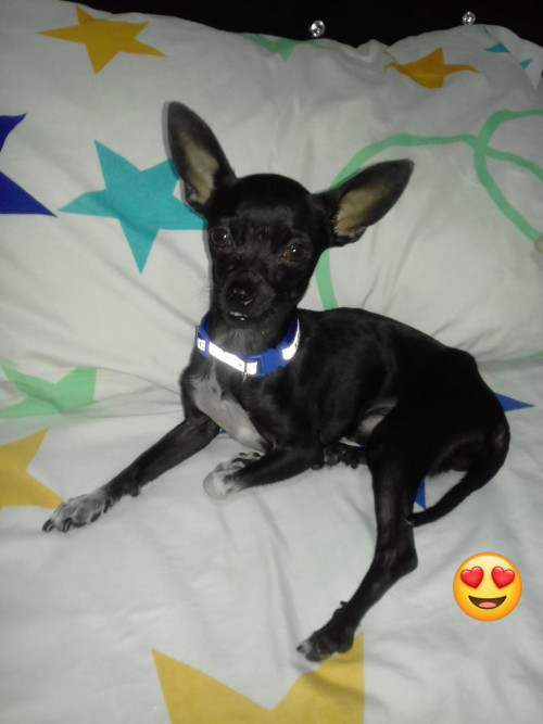 Oreo