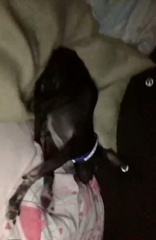 Oreo