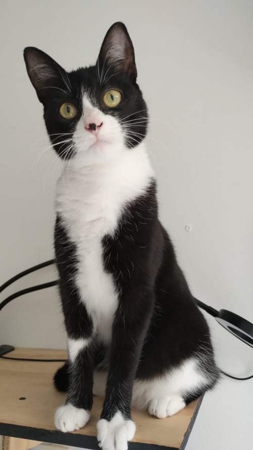 Kiki