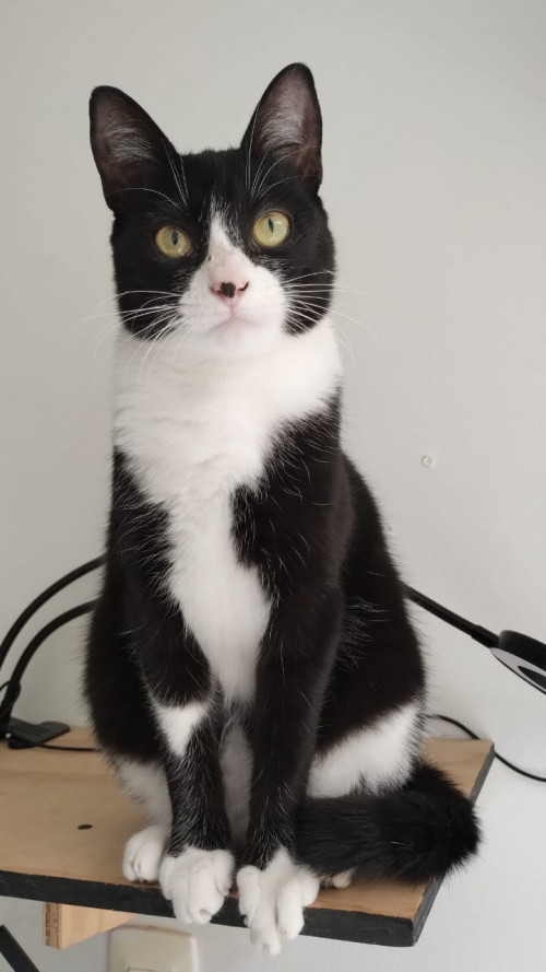 Kiki