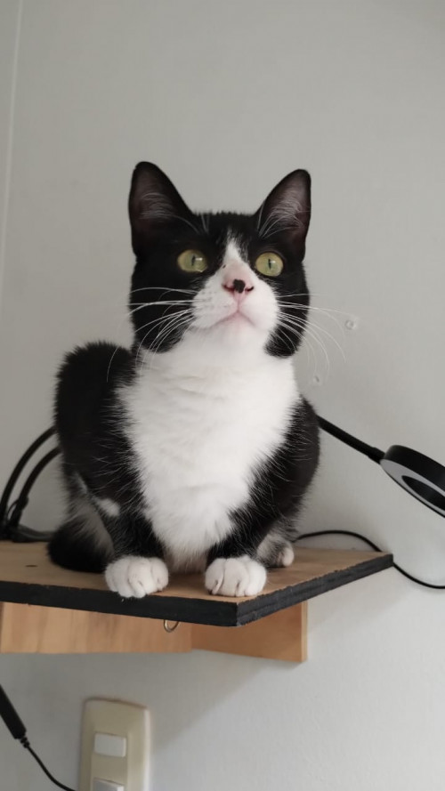 Kiki